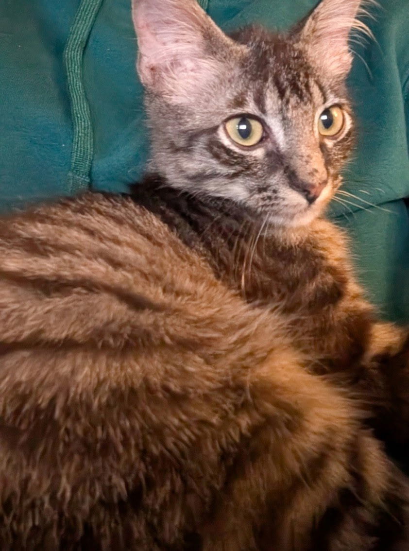 Mr. Peepers