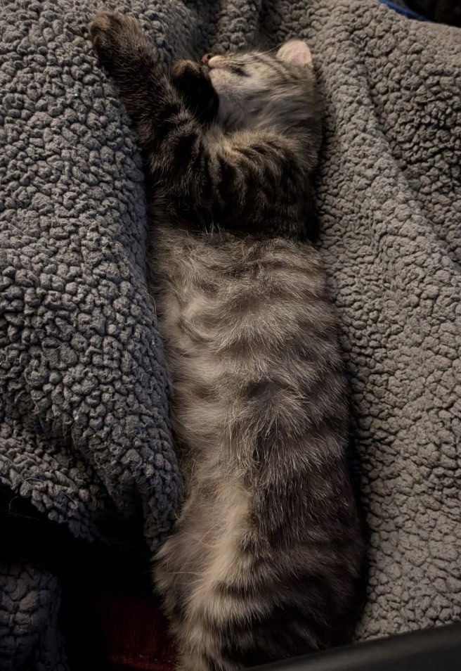 Mr. Peepers