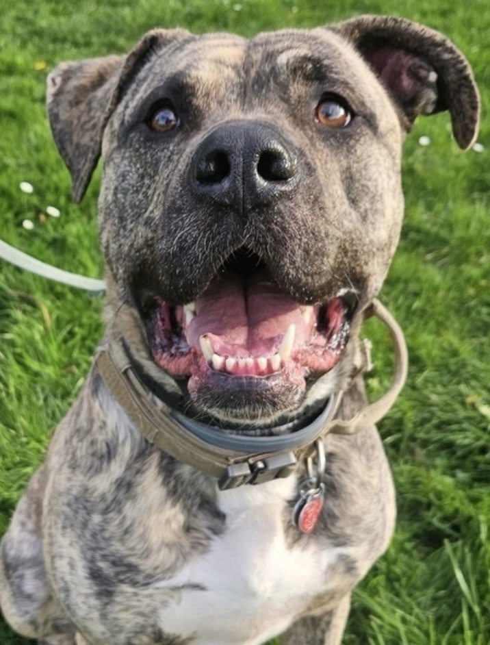 Bear (Harvey), an adoptable Mastiff, Pit Bull Terrier in Portland, OR, 97223 | Photo Image 2