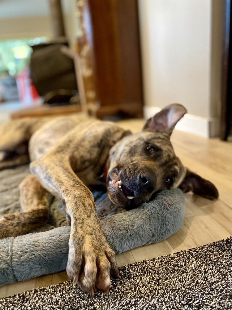 Bear (Harvey), an adoptable Mastiff, Pit Bull Terrier in Portland, OR, 97223 | Photo Image 3