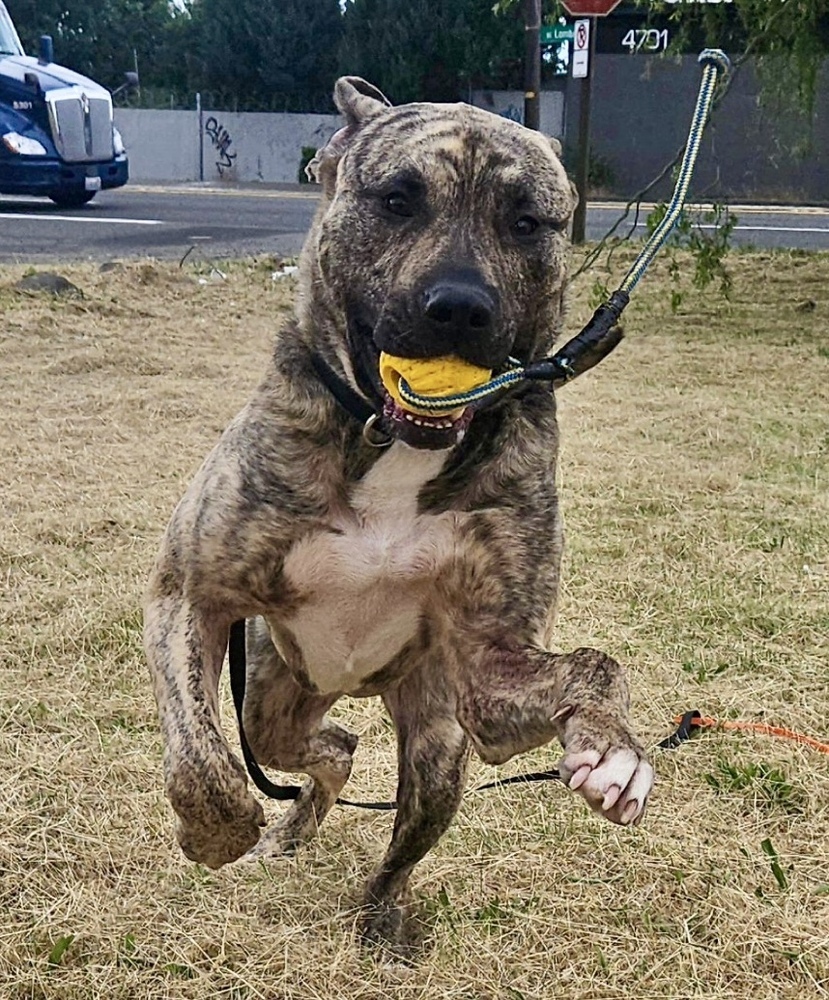 Bear (Harvey), an adoptable Mastiff, Pit Bull Terrier in Portland, OR, 97223 | Photo Image 4