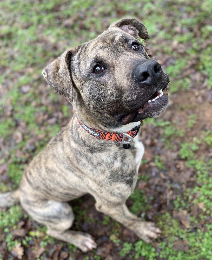 Bear (Harvey), an adoptable Mastiff, Pit Bull Terrier in Portland, OR, 97223 | Photo Image 5