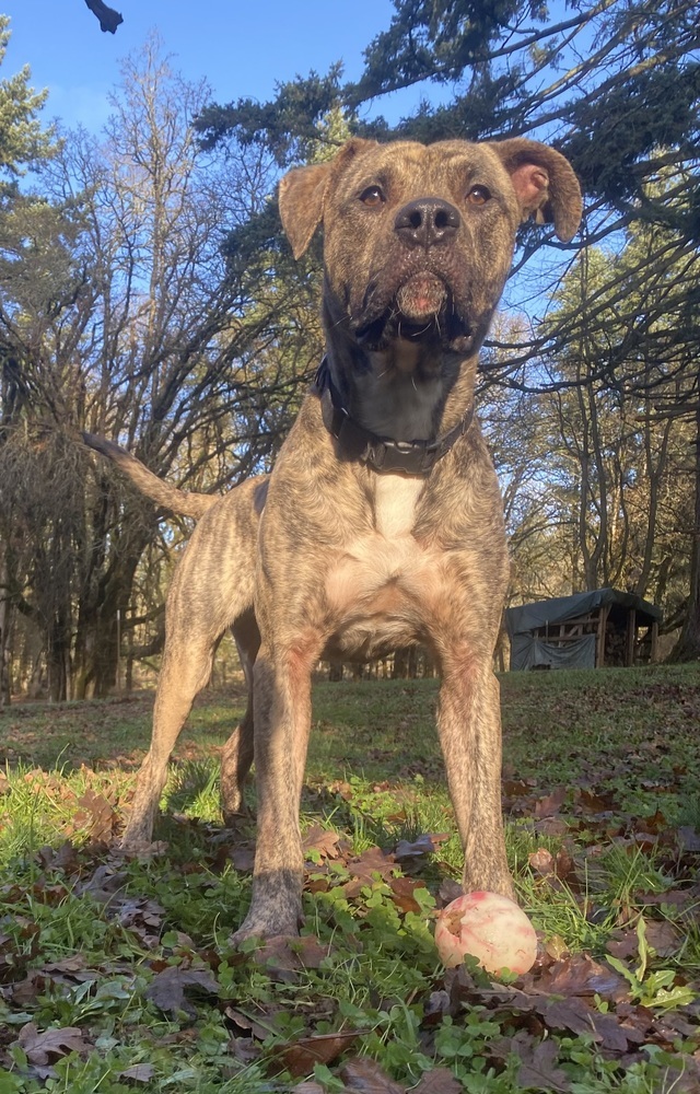 Bear (Harvey), an adoptable Mastiff, Pit Bull Terrier in Portland, OR, 97223 | Photo Image 6