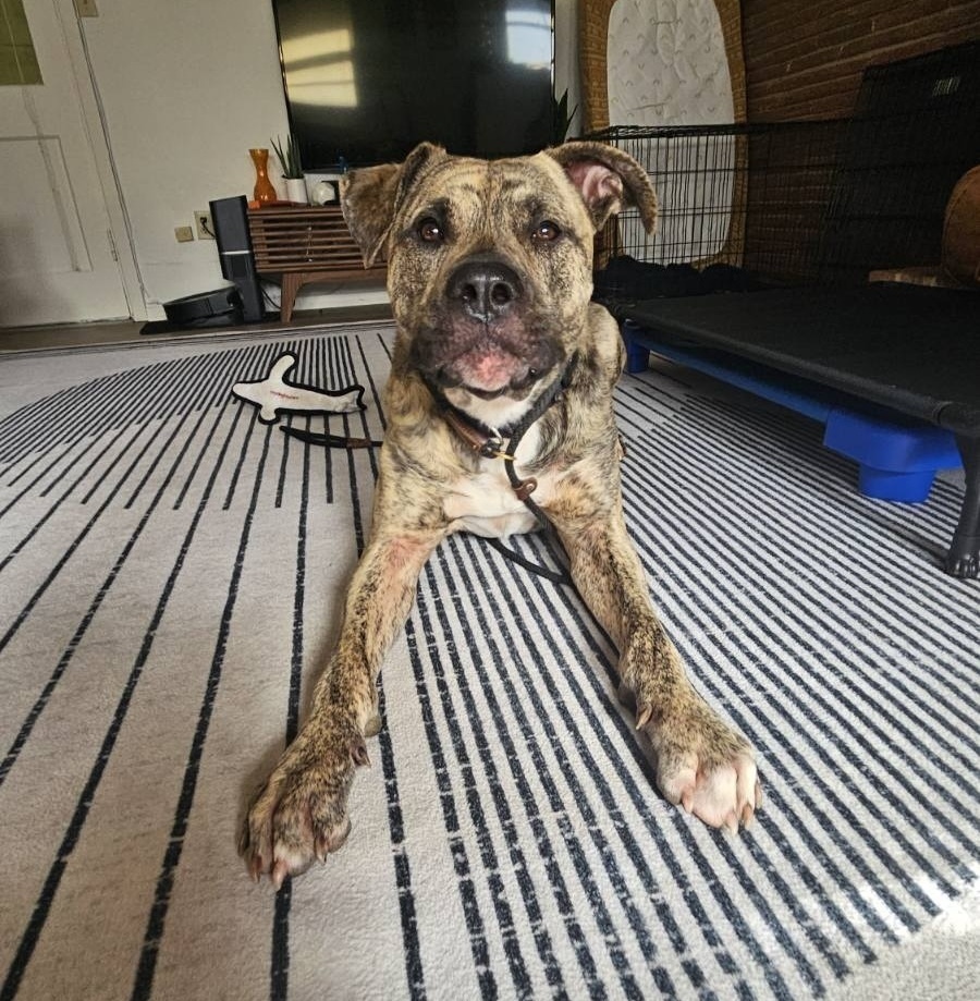 Bear (Harvey), an adoptable Mastiff, Pit Bull Terrier in Portland, OR, 97223 | Photo Image 7