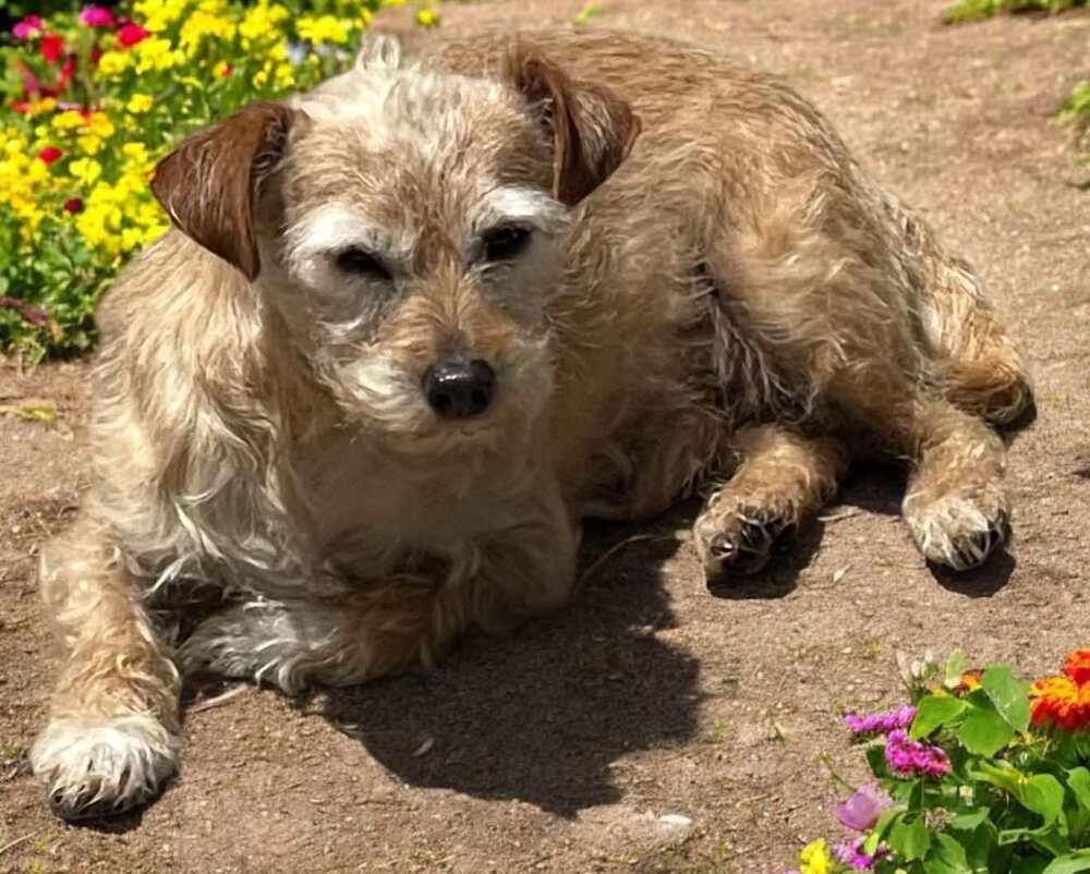 Phoebe