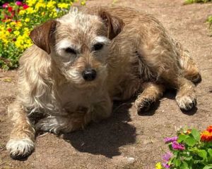 Pheobe is an 95-year-old female dog weighing about 15 pounds as of Feb 2025 She exhibits a frie