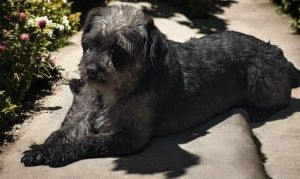 Monica is an 95-year-old female dog weighing about 15 pounds as of Feb 2025 She exhibits a frie