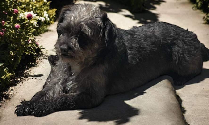 Monica, an adoptable Jack Russell Terrier, Schnauzer in San Francisco, CA, 94112 | Photo Image 1