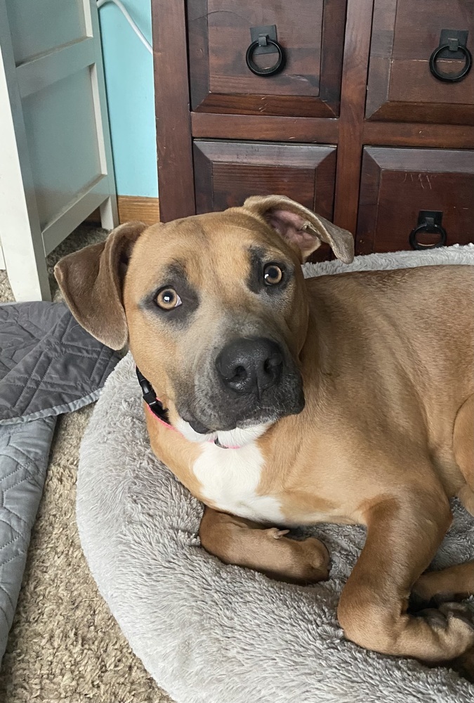 Nixi, an adoptable American Staffordshire Terrier in Deerfield, WI, 53531 | Photo Image 1