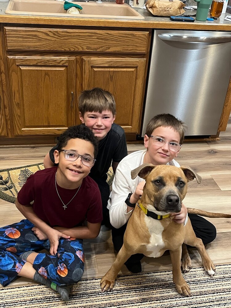 Nixi, an adoptable American Staffordshire Terrier in Deerfield, WI, 53531 | Photo Image 2