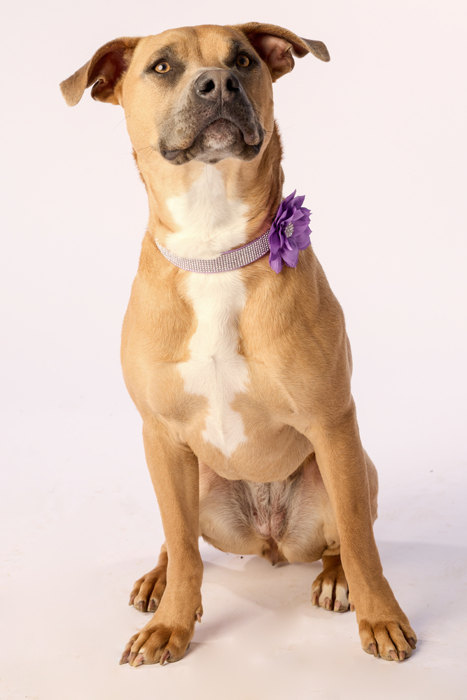 Nixi, an adoptable American Staffordshire Terrier in Deerfield, WI, 53531 | Photo Image 3
