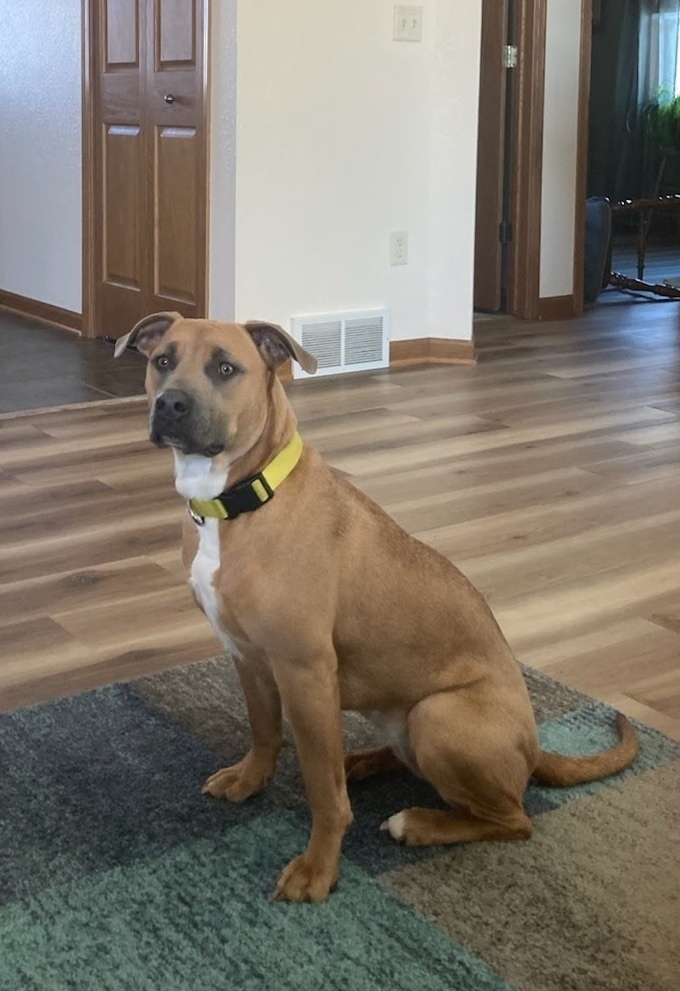 Nixi, an adoptable American Staffordshire Terrier in Deerfield, WI, 53531 | Photo Image 4