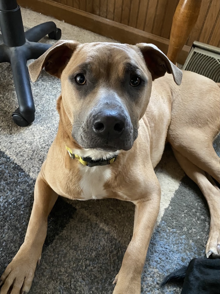 Nixi, an adoptable American Staffordshire Terrier in Deerfield, WI, 53531 | Photo Image 5