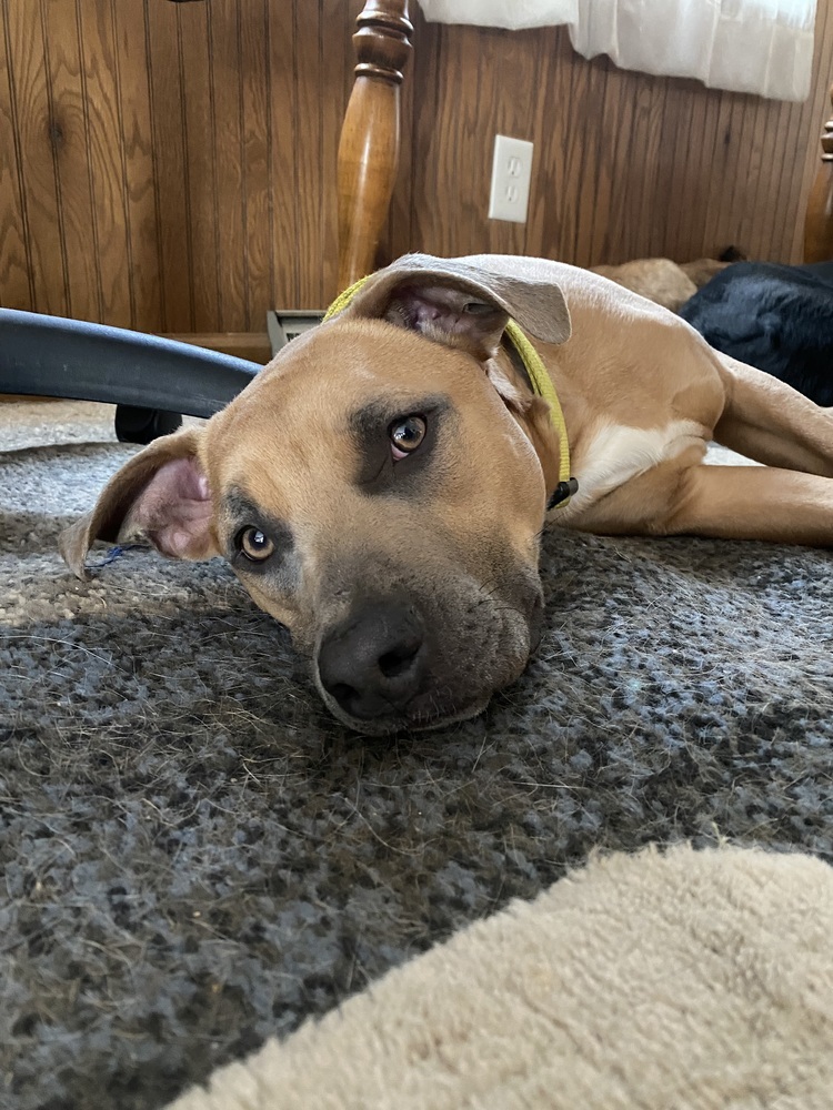 Nixi, an adoptable American Staffordshire Terrier in Deerfield, WI, 53531 | Photo Image 6