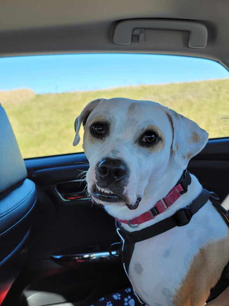 Tutti, an adoptable Boxer in Deerfield, WI, 53531 | Photo Image 1