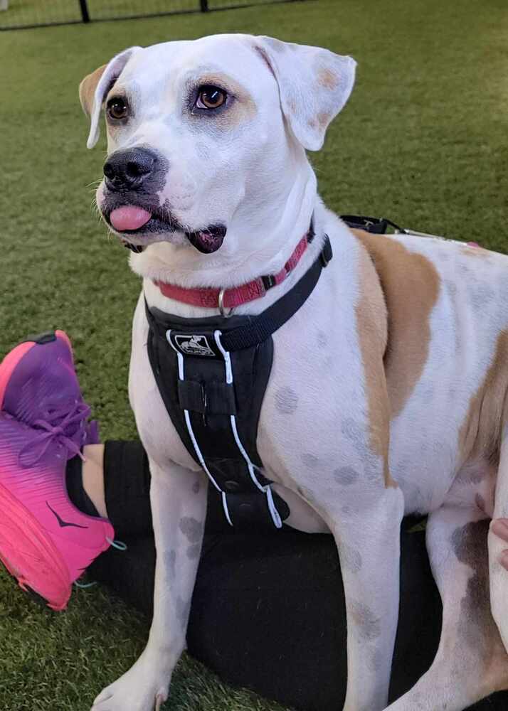 Tutti, an adoptable Boxer in Deerfield, WI, 53531 | Photo Image 2