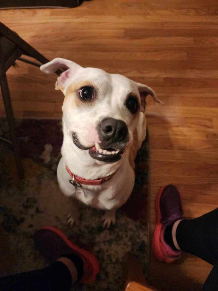 Tutti, an adoptable Boxer in Deerfield, WI, 53531 | Photo Image 3