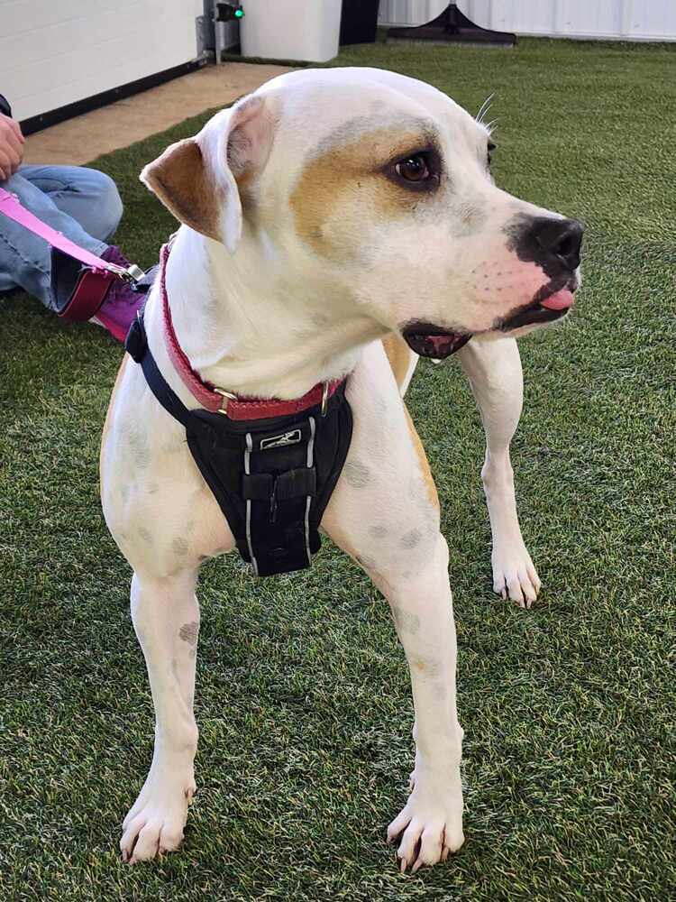 Tutti, an adoptable Boxer in Deerfield, WI, 53531 | Photo Image 4