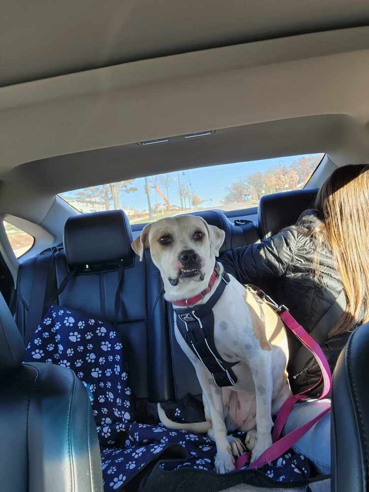 Tutti, an adoptable Boxer in Deerfield, WI, 53531 | Photo Image 5