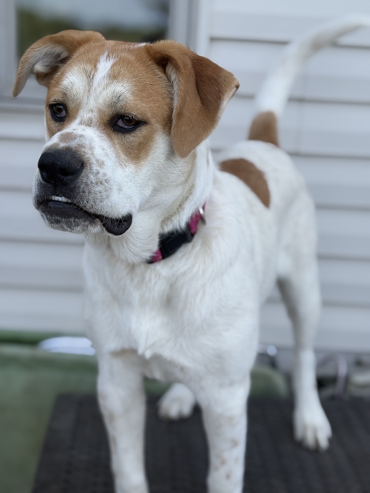 Gigi, an adoptable Mastiff, American Bulldog in Deerfield, WI, 53531 | Photo Image 1