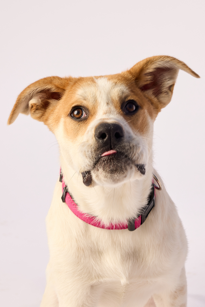 Gigi, an adoptable Mastiff, American Bulldog in Deerfield, WI, 53531 | Photo Image 2