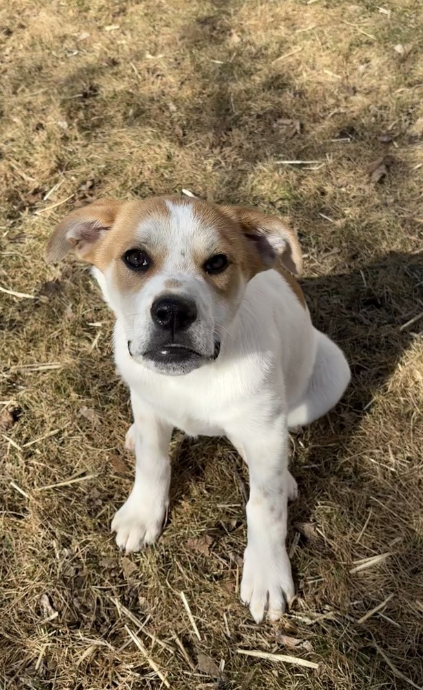 Gigi, an adoptable Mastiff, American Bulldog in Deerfield, WI, 53531 | Photo Image 3