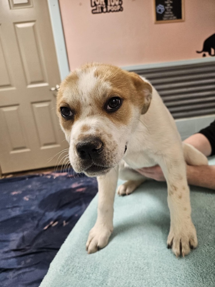 Gigi, an adoptable Mastiff, American Bulldog in Deerfield, WI, 53531 | Photo Image 4