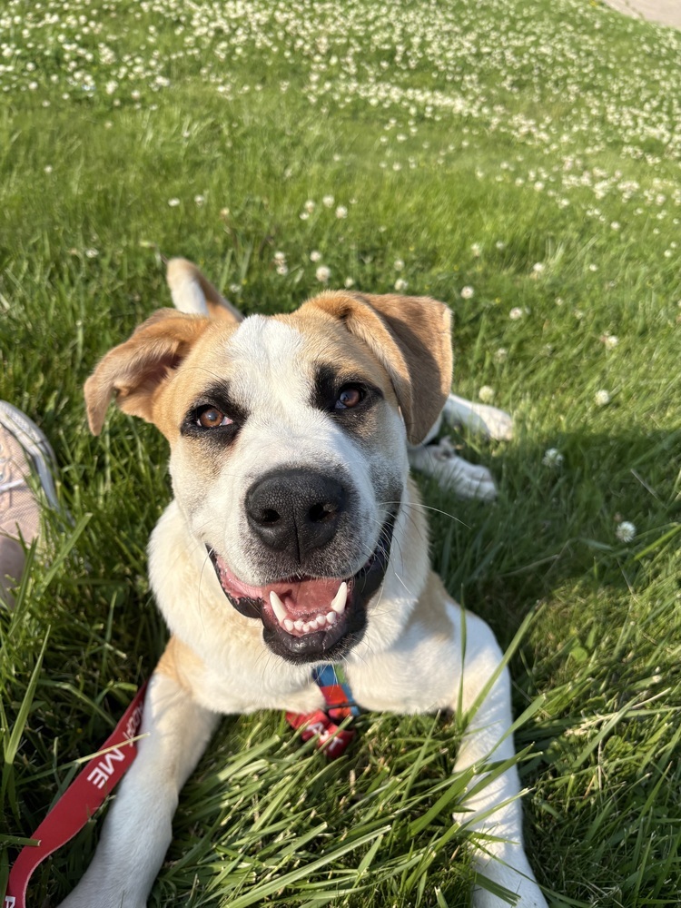 WiWi, an adoptable Mastiff, American Bulldog in Deerfield, WI, 53531 | Photo Image 1