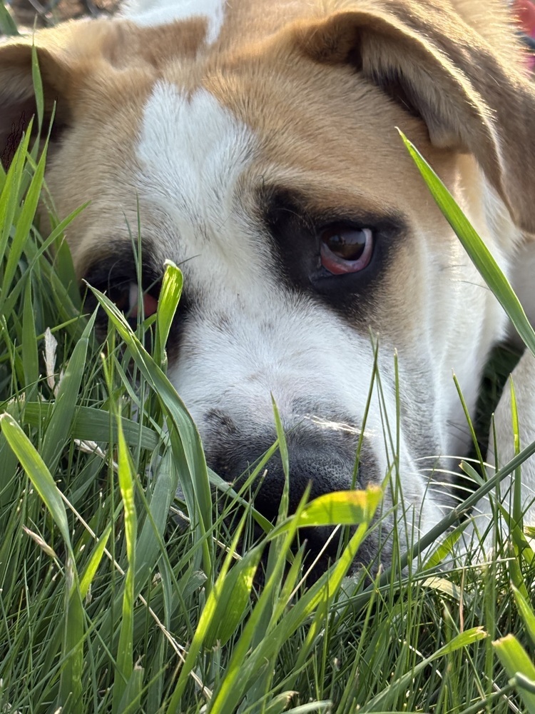 WiWi, an adoptable Mastiff, American Bulldog in Deerfield, WI, 53531 | Photo Image 2