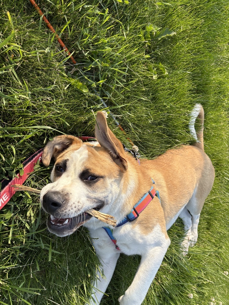 WiWi, an adoptable Mastiff, American Bulldog in Deerfield, WI, 53531 | Photo Image 3