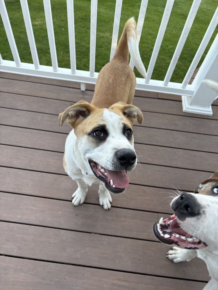 WiWi, an adoptable Mastiff, American Bulldog in Deerfield, WI, 53531 | Photo Image 4