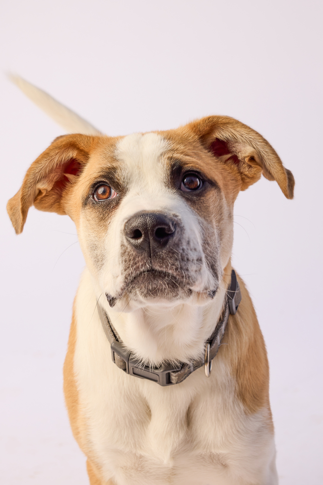 WiWi, an adoptable Mastiff, American Bulldog in Deerfield, WI, 53531 | Photo Image 5