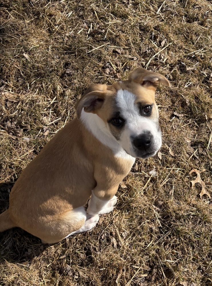 WiWi, an adoptable Mastiff, American Bulldog in Deerfield, WI, 53531 | Photo Image 6