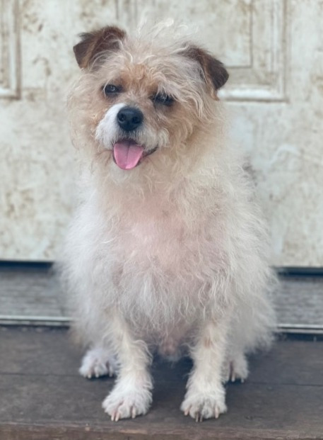 Timone, an adoptable Yorkshire Terrier, Poodle in Thompson Falls, MT, 59873 | Photo Image 1