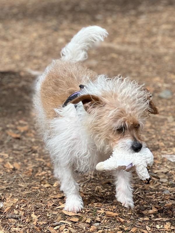 Timone, an adoptable Yorkshire Terrier, Poodle in Thompson Falls, MT, 59873 | Photo Image 1