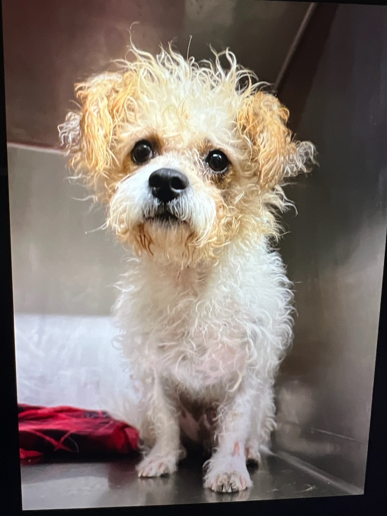 Timone, an adoptable Yorkshire Terrier, Poodle in Thompson Falls, MT, 59873 | Photo Image 2