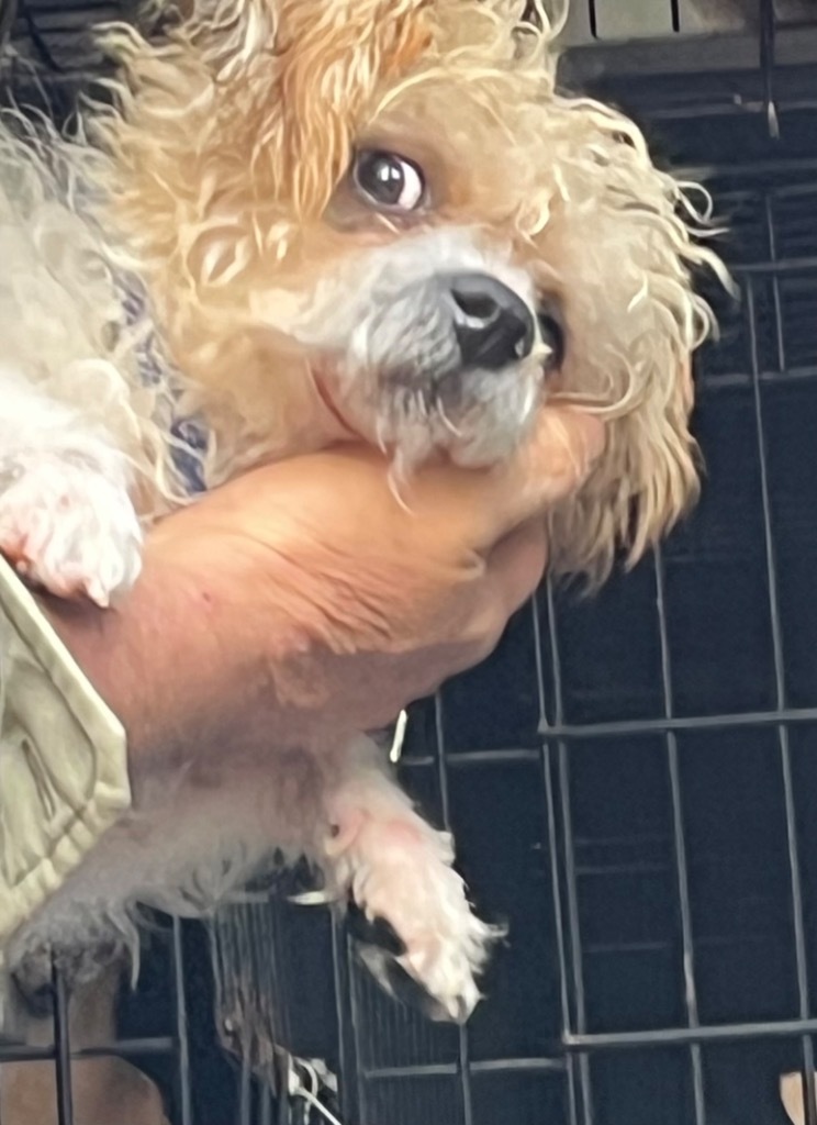 Timone, an adoptable Yorkshire Terrier, Poodle in Thompson Falls, MT, 59873 | Photo Image 3