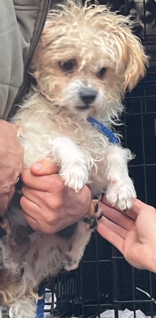 Timone, an adoptable Yorkshire Terrier, Poodle in Thompson Falls, MT, 59873 | Photo Image 4