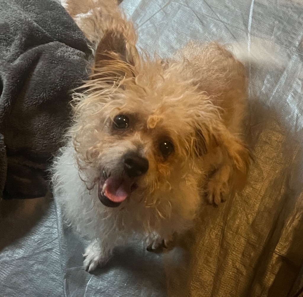 Timone, an adoptable Yorkshire Terrier, Poodle in Thompson Falls, MT, 59873 | Photo Image 5