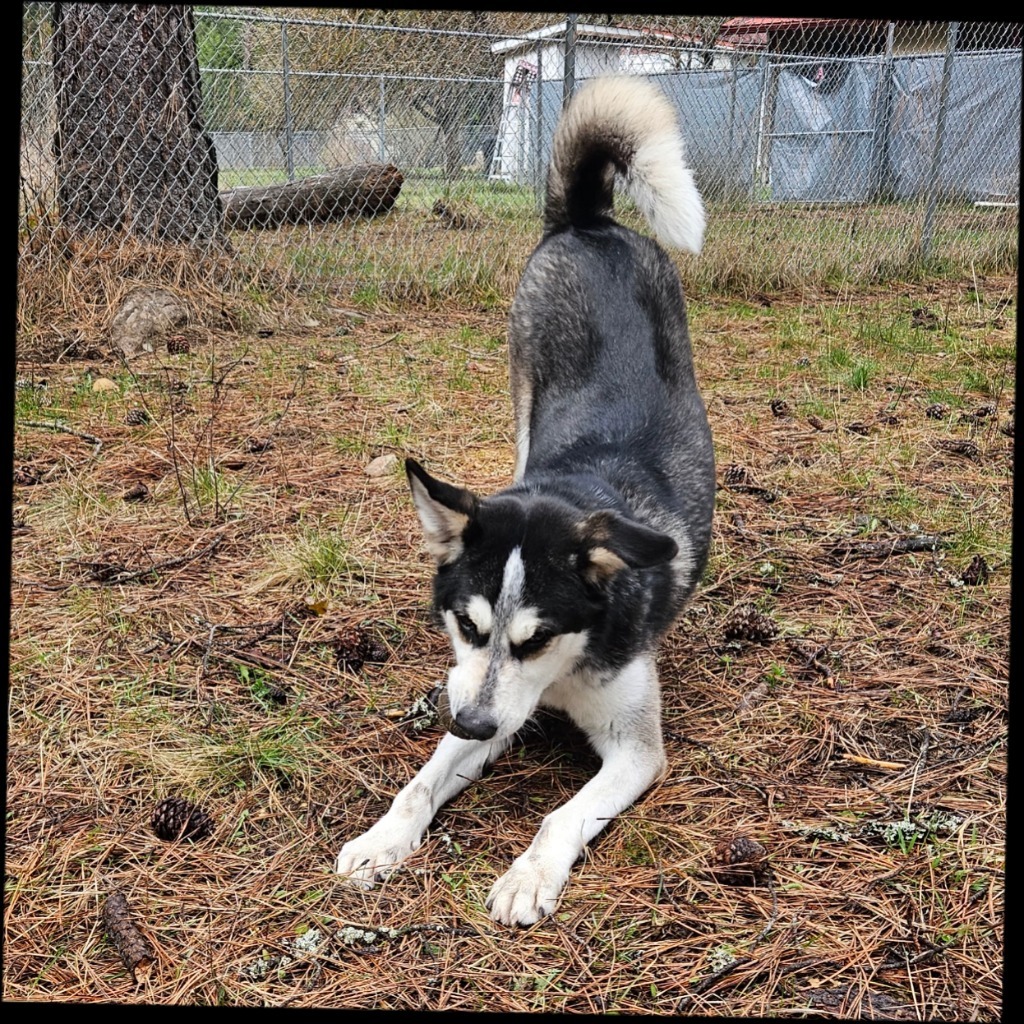 Shadow, an adoptable Husky in Thompson Falls, MT, 59873 | Photo Image 1