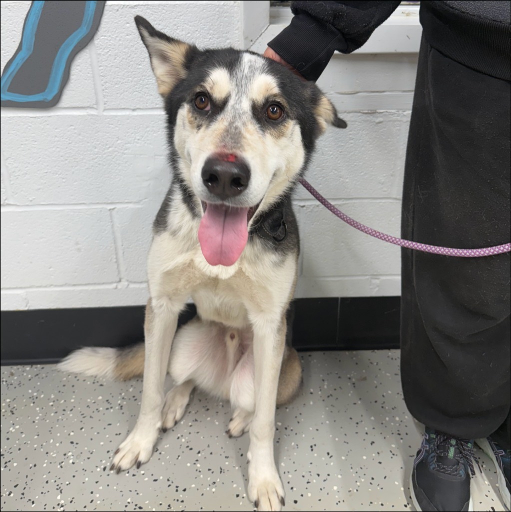 Shadow, an adoptable Husky in Thompson Falls, MT, 59873 | Photo Image 2