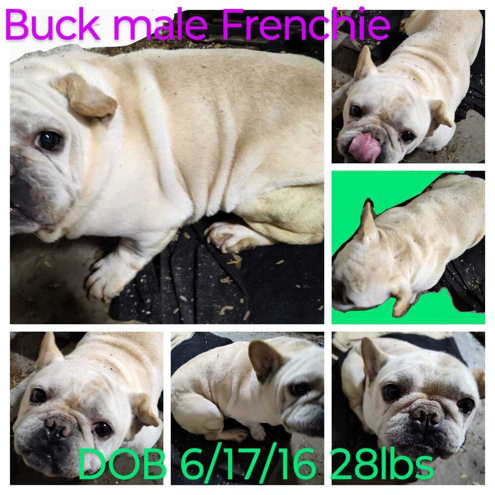 Buck