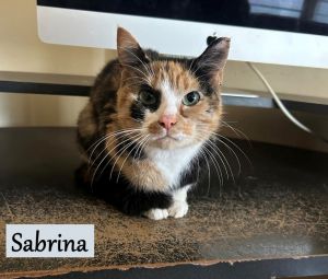 Sabrina, Young Female Domestic Short Hair
