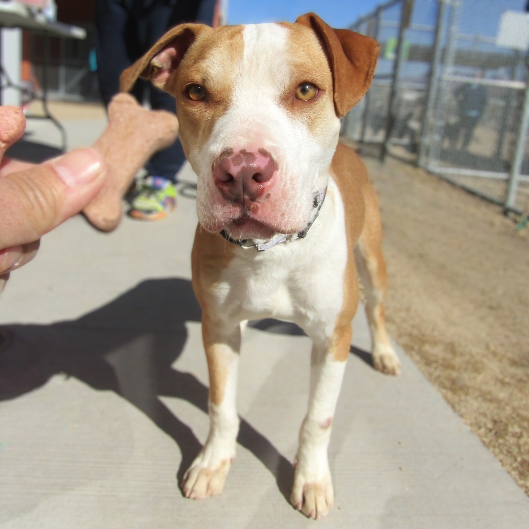 Rosario, an adoptable Mixed Breed in Las Cruces, NM, 88012 | Photo Image 1
