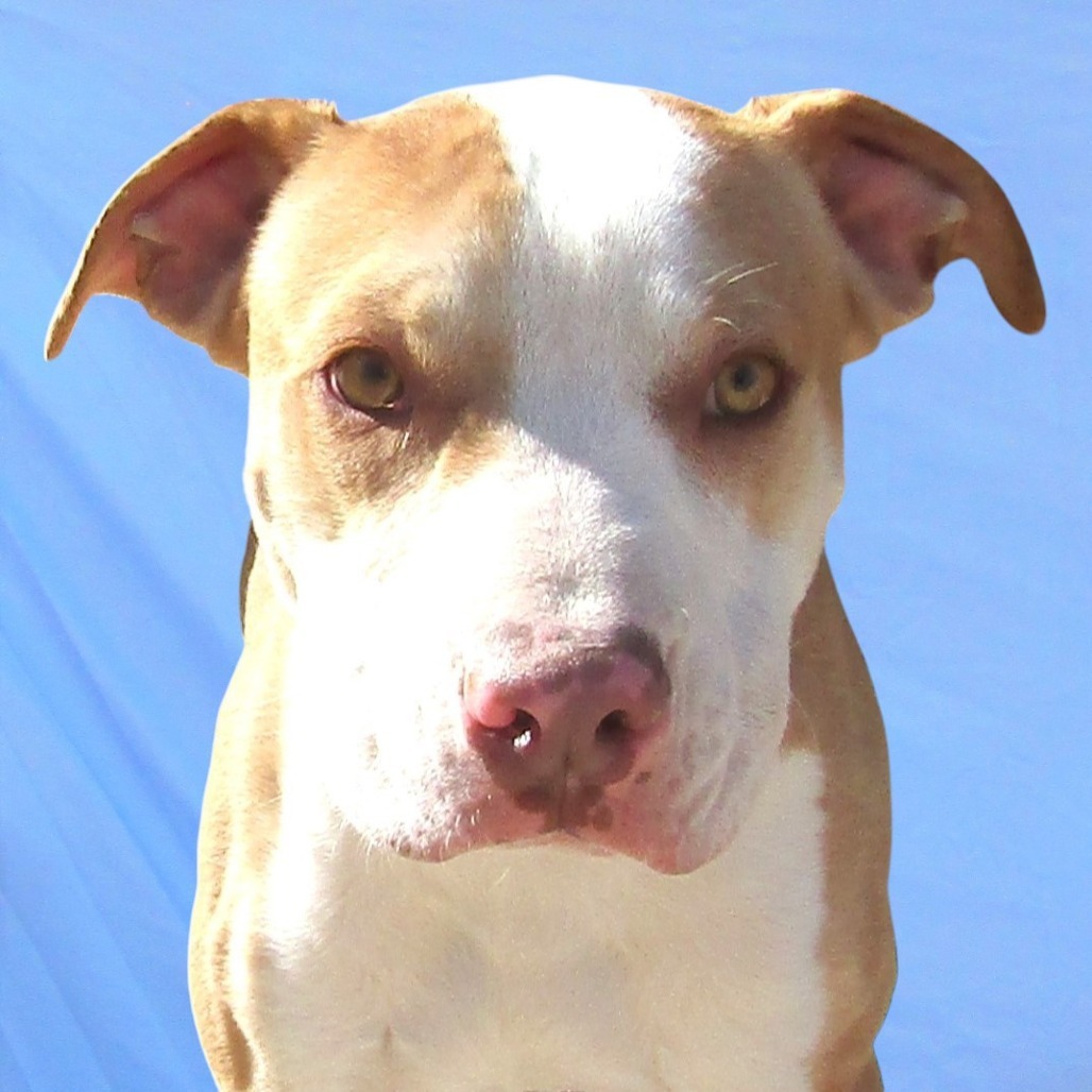 Rosario, an adoptable Mixed Breed in Las Cruces, NM, 88012 | Photo Image 2