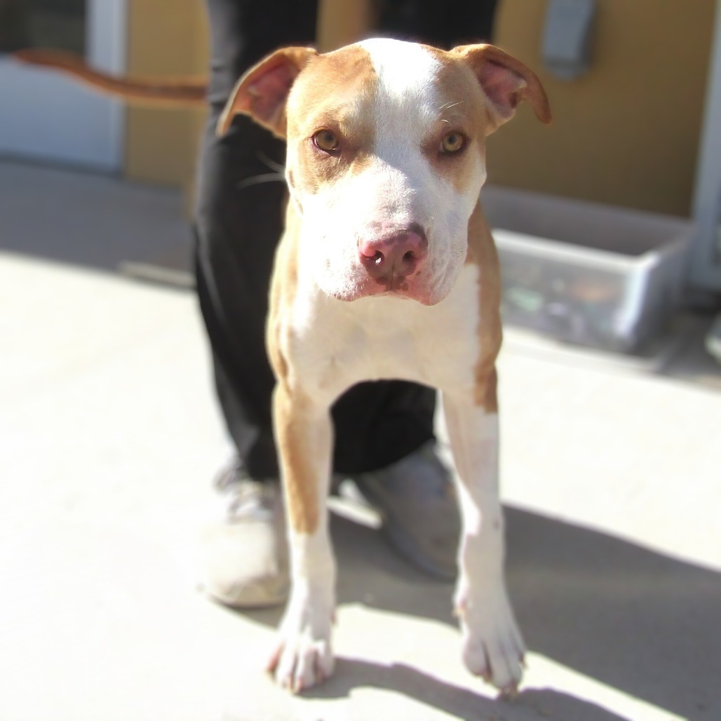 Rosario, an adoptable Mixed Breed in Las Cruces, NM, 88012 | Photo Image 3