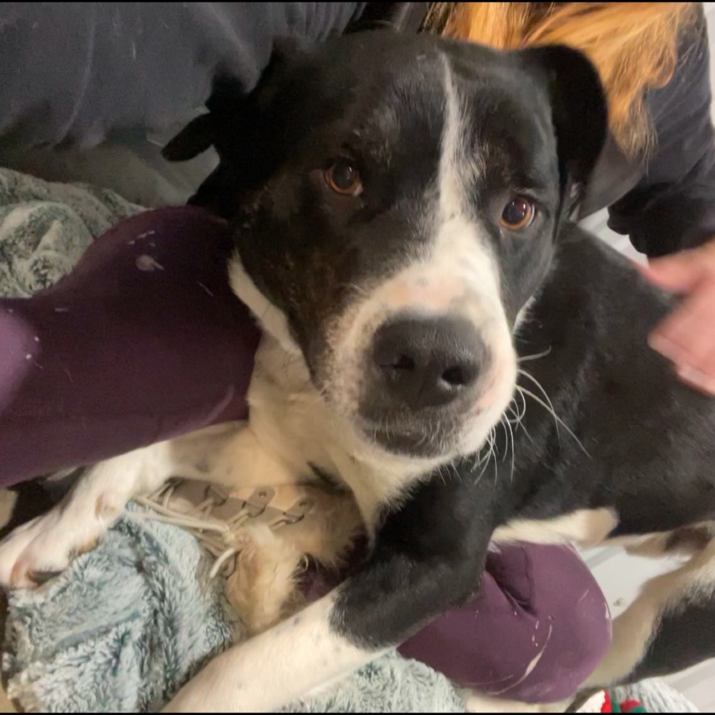 Dash, an adoptable Mixed Breed in Bismarck, ND, 58507 | Photo Image 1
