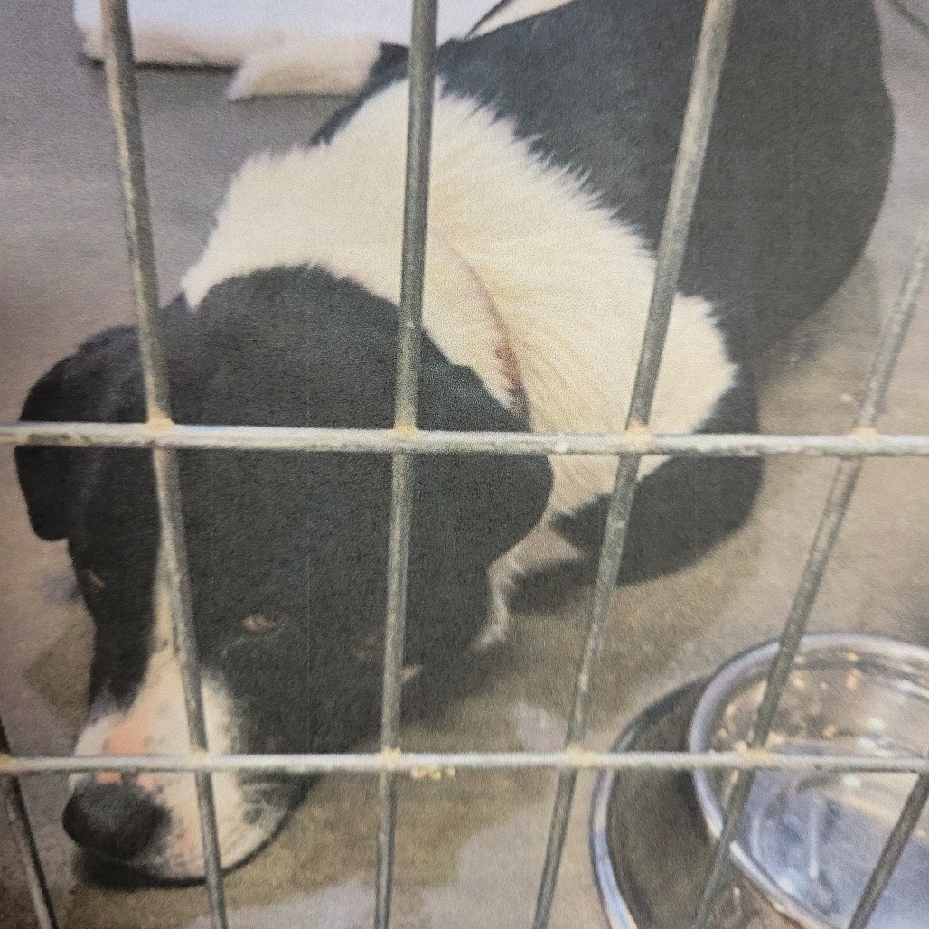 Dash, an adoptable Mixed Breed in Bismarck, ND, 58507 | Photo Image 2