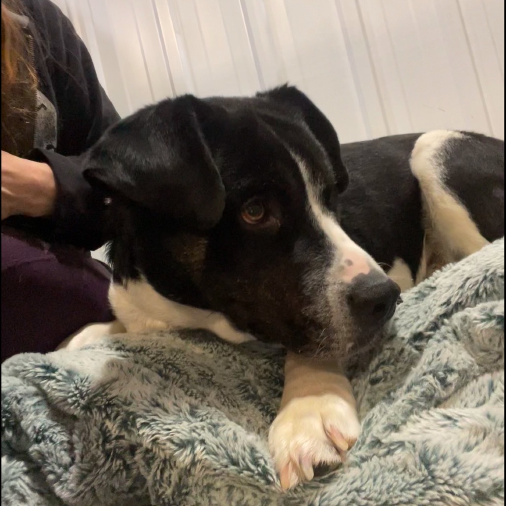 Dash, an adoptable Mixed Breed in Bismarck, ND, 58507 | Photo Image 3