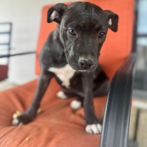 Flo, Baby Female Mixed Breed